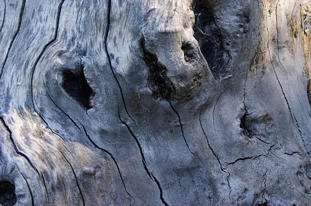 Close-Up of Aged Wood Grain Surface with Organic Patterns
