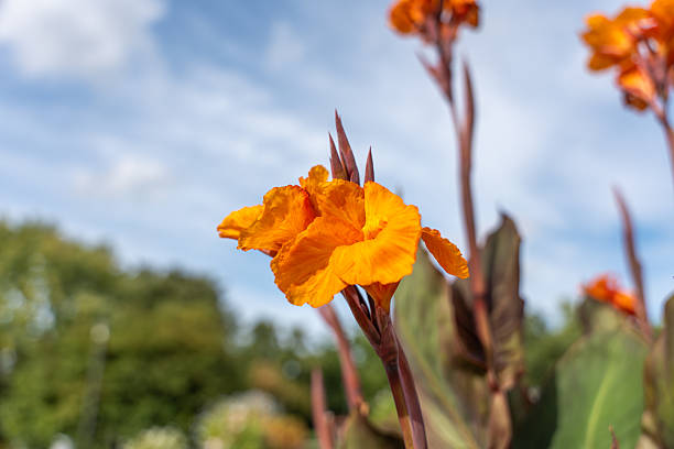 istock An orange Canna flower opens its petals in the sun. 2233842490
