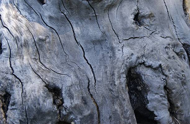 istock Close-up of weathered tree bark with deep cracks and organic textures, showcasing natural aging and intricate wood grain patterns. 2233842515