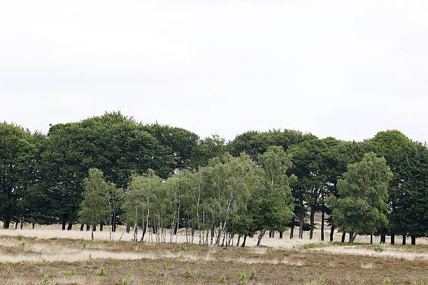This Picture is made in Summer of 2025 at the Veluwe (the Netherlands).
