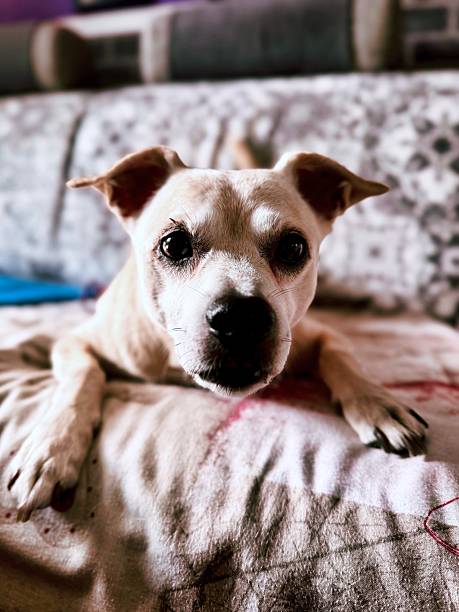 istock portrait of a dog resting on the sofa 2233845461