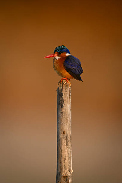 istock Malachite kingfisher watches camera from worn post 2233846348