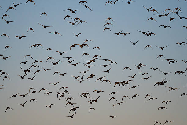 Huge Flock Of Ducks Flying