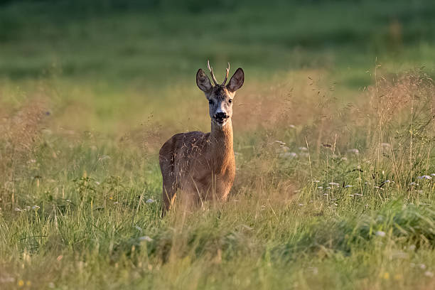 istock Young Deer In The Field 2233848284