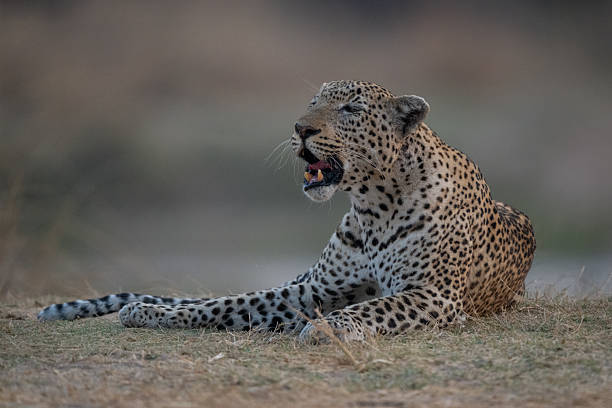 istock Male leopard lies in grass opening mouth 2233848328