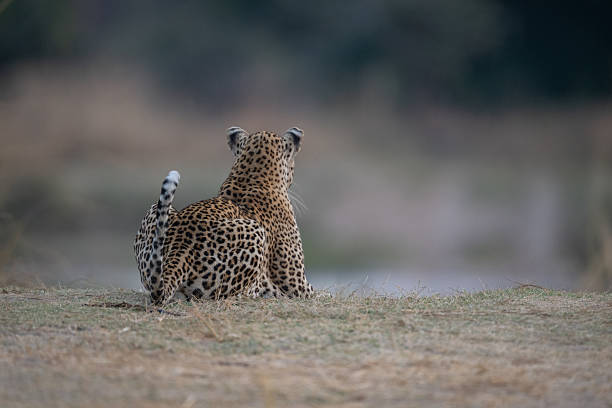 Leopard is well camouflaged in golden tall grass as it watches for prey from the shadow of  a fallen tree in the Okavango Delta