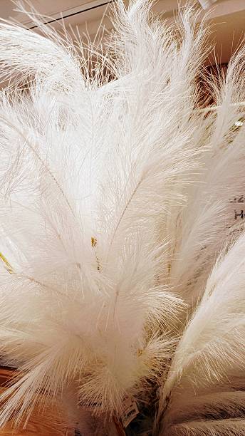 istock White feather texture background. Macro photography. Close-up view - 2233848946