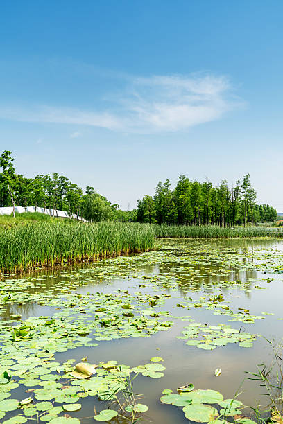 istock Lush greener around the pond in the park 2233850921