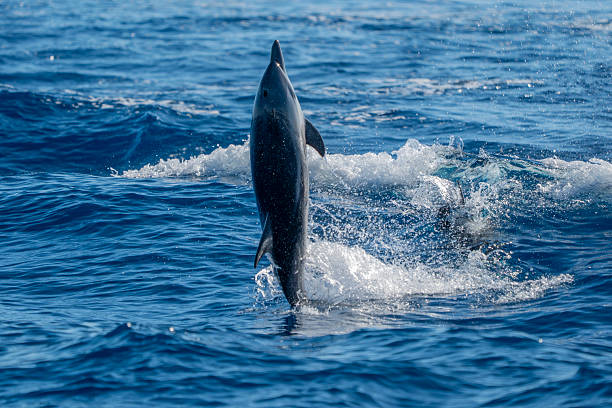 istock striped dolphin jumping in the blue sea 2233852620