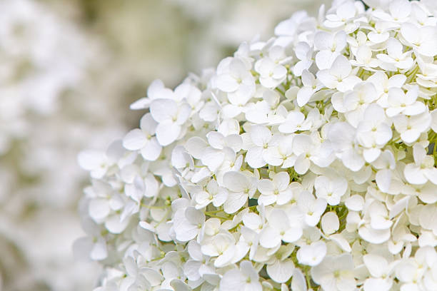 istock Background of flowers 2233852741