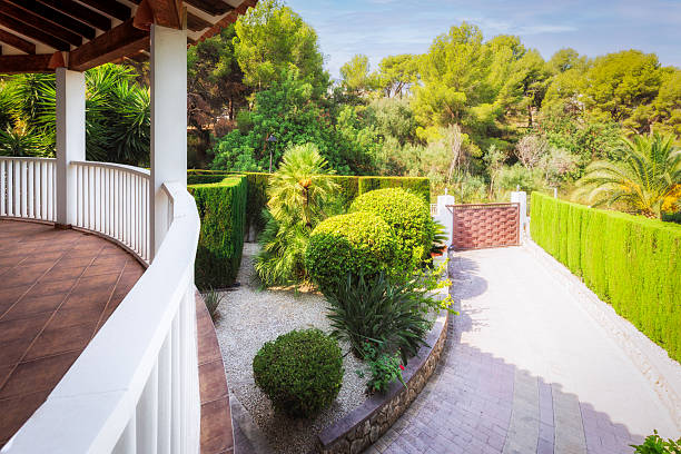 Growth, Backyard, Garden, Dubai, Hobbies - Morning Routine, Gardening the backyard