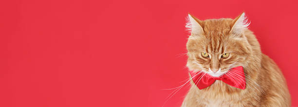 istock Stylish ginger cat in bow tie on red background 2233856393