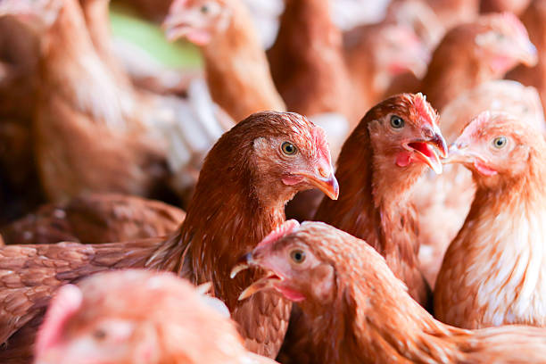 istock A lot of brown chicken in chicken farm 2233856412