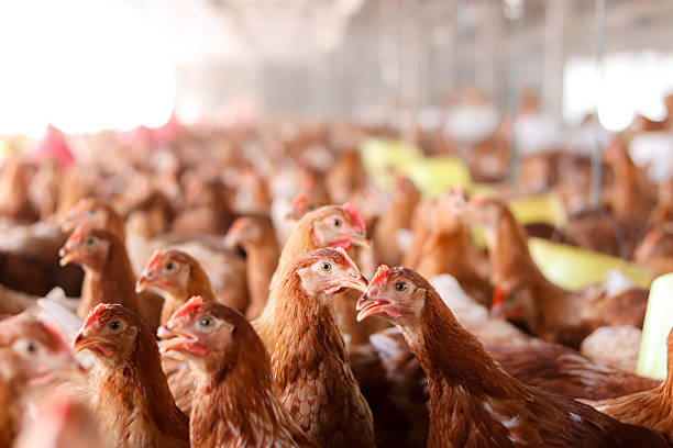 istock A lot of brown chicken in chicken farm 2233856449