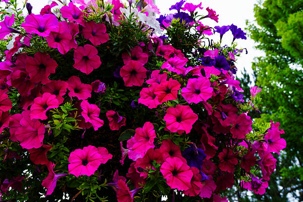 istock Petunia Flowers in Flower Pot 2233857005