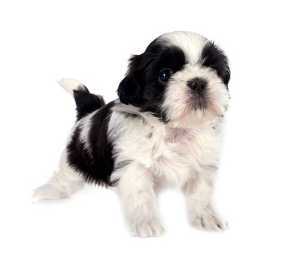 istock puppy Shih Tzu in studio 2233857086