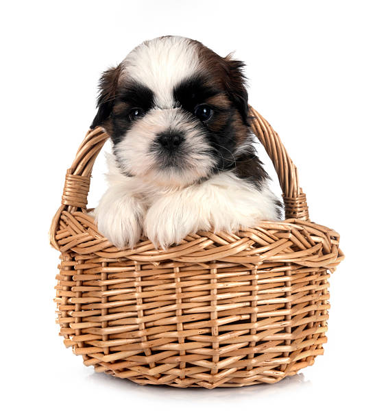 istock puppy Shih Tzu in studio 2233857095