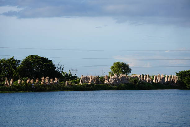 Several bundles of Jute Sticks Drying Along Riverside In Rural India