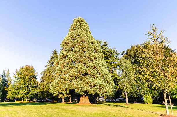 Large pine Christmas Tree at the Peace Arch Park in Surrey, BC, Canada is an international park near Canada-US border crossing.