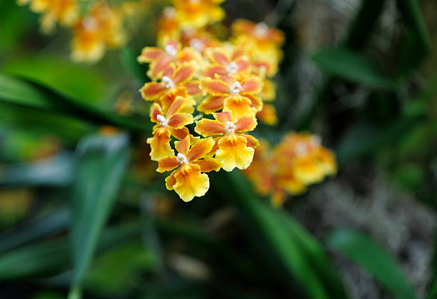 istock Brazilian Sun Orchid Samba 2233861539