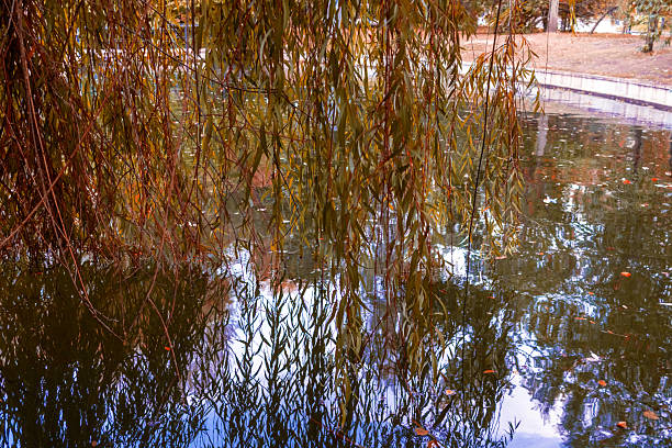 Willow branches hang gracefully over tranquil pond, reflecting their shapes in water below. Autumn season.