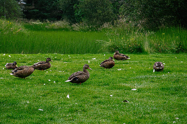 Egyptian Geese on a golf course.