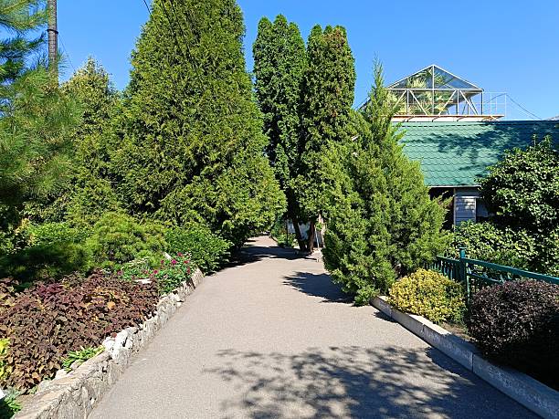 istock composition of coniferous plants in autumn garden 2233863274