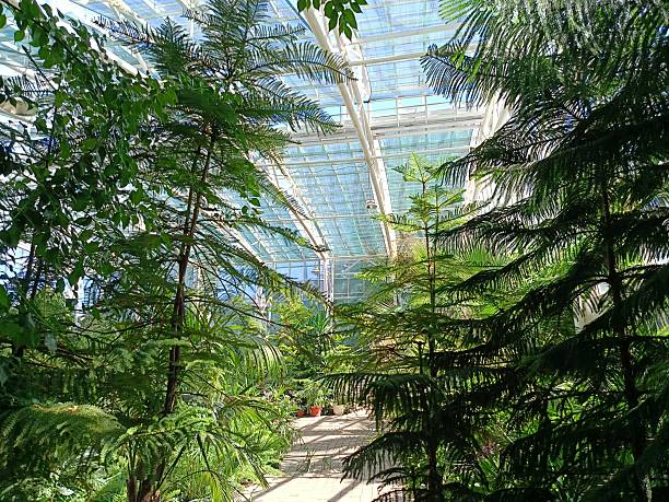 istock various tropical plants in a greenhouse 2233863479