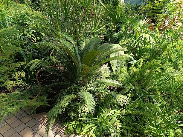istock various tropical plants in a greenhouse 2233863516