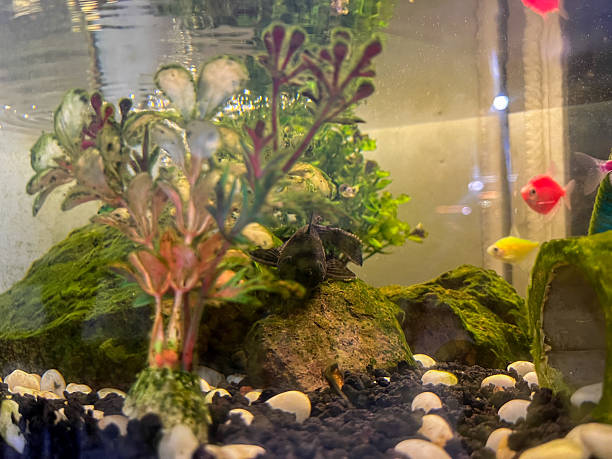 istock Aquarium with Colorful Fish and Plants 2233863906