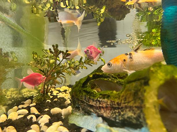 istock Aquarium with Colorful Fish and Plants 2233863946