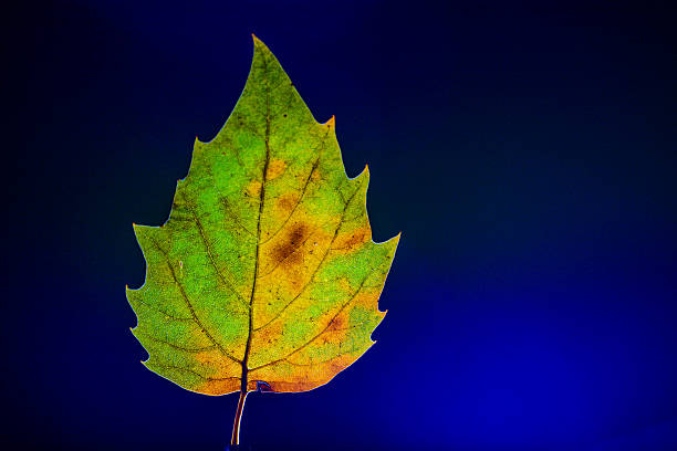 istock Isolated Autumn Leaf on Monochrome Background  Minimal Fall Still Life 2233864019