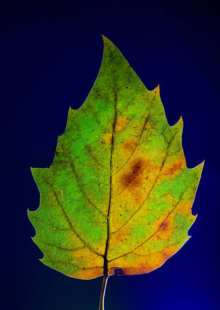 istock Isolated Autumn Leaf on Monochrome Background  Minimal Fall Still Life 2233864086