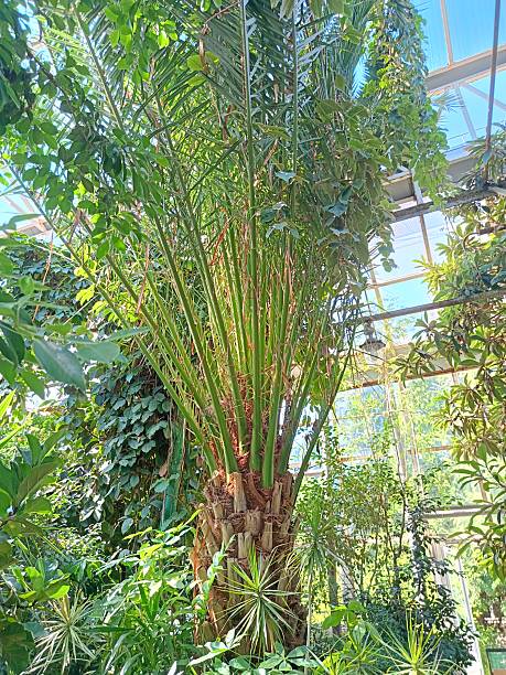 istock various tropical plants in a greenhouse 2233865722