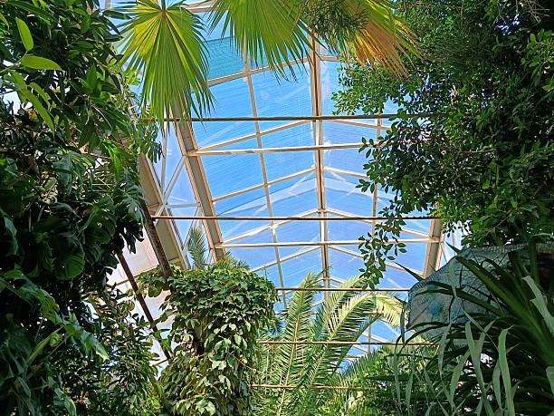 istock various tropical plants in a greenhouse 2233865734