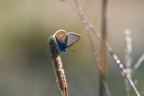 common blue butterfly or European common blue