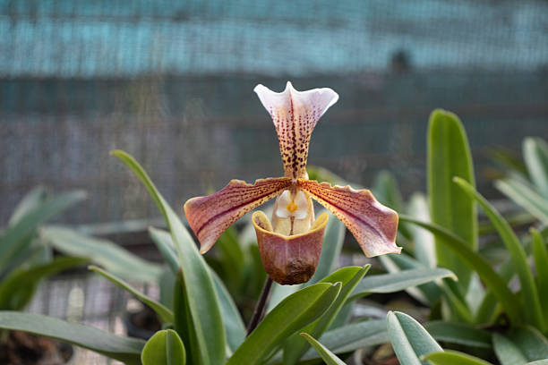 An exotic and rare orchid species admired for its unique pouch-shaped bloom and vibrant patterns.