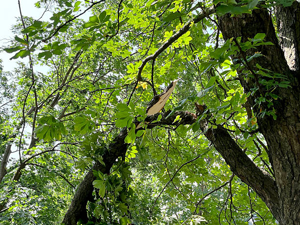 Tree trunk with cut branch showing natural wood texture and pruning marks detail