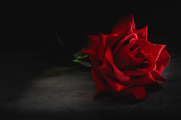 istock Beautiful red rose on a concrete table, with soft side lighting, copy space. 2233871082