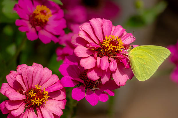 A sulphur butterfly feeding on a zinnia flower