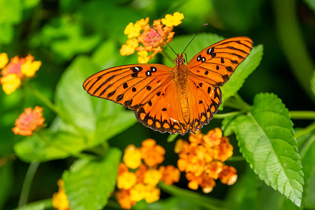 istock A Gulf fritillary butterfly feeding on a flower 2233872618