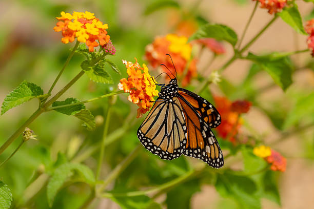 istock A Monarch butterfly feeding on a flower 2233872621