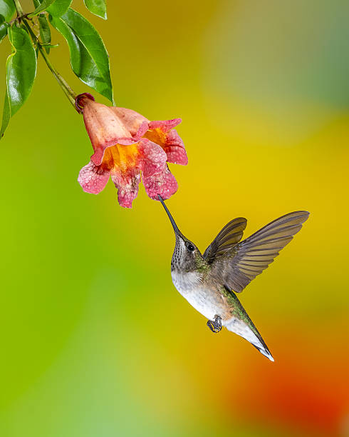 Taxon name: Ruby-throated Hummingbird (male)Taxon scientific name: Archilochus colubrisLocation: Birmingham, Alabama, USA