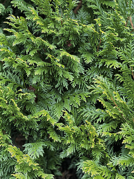 istock Vibrant Green Cedar Foliage Close-Up 2233872674