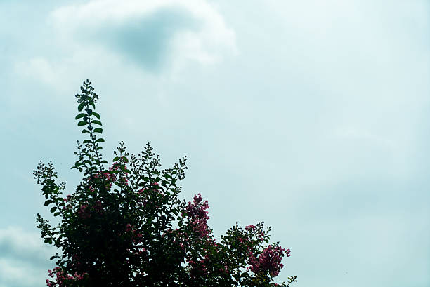 A serene view of pink flowers blooming on a tree against a soft, cloudy sky. This tranquil scene captures the beauty of nature in a peaceful outdoor setting.