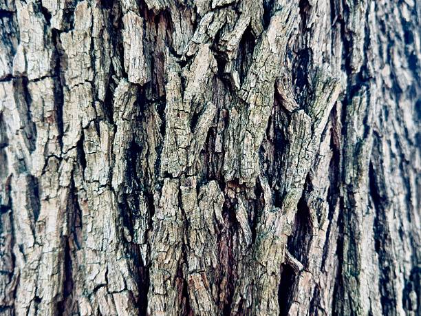 Photography of different types of bark trees. All have different characteristics, types, shapes, skins, colors…. Located in California.