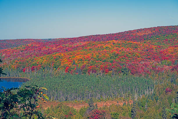 Northern Forest Hillside Erupting With Autumn Colors by Oberg Lake in Minnesota