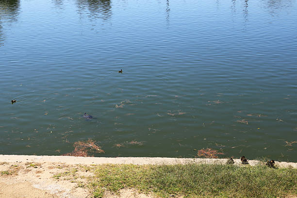 istock Mallard Ducklings and Red-eared Slider Turtle 2233876495