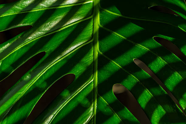 Close up  leaves of the green bon tree, selective focus