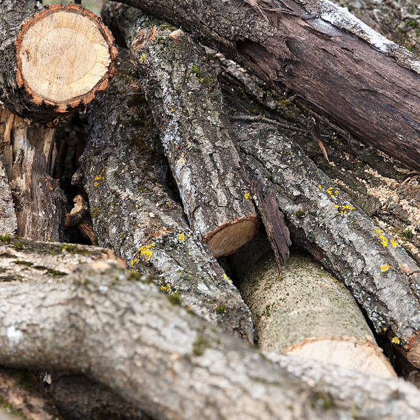 istock Pile of freshly cut firewood logs with rough bark and different diameters 2233879924